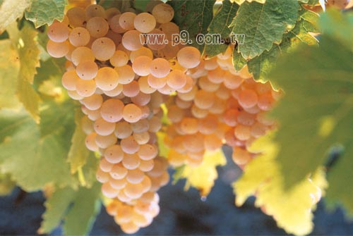 Brandy_0128_2.jpg