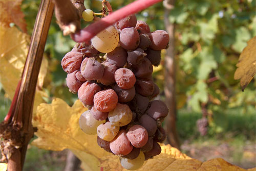 NobleRot_0412_2.jpg