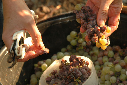 NobleRot_0412_3.jpg