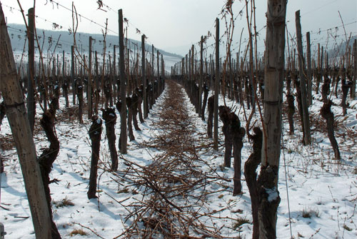 NobleRot_0412_4.jpg