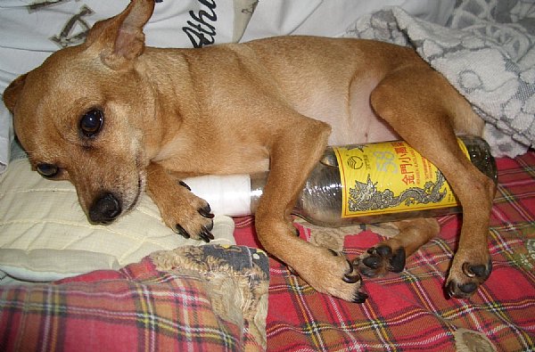 嗜酒如命的小狗