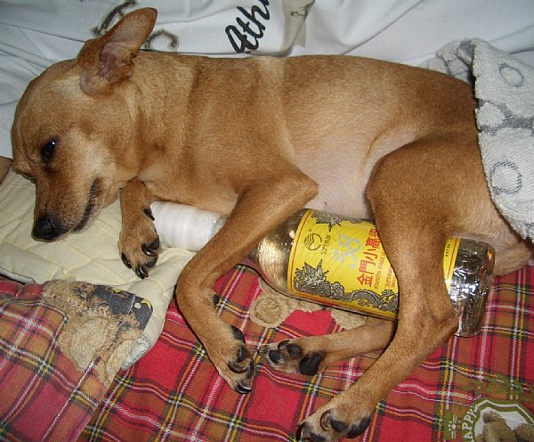 嗜酒如命的小狗