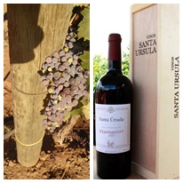 墨西哥 聖塔烏蘇拉 坦普拉妮洛2007年紅葡萄酒 750ml